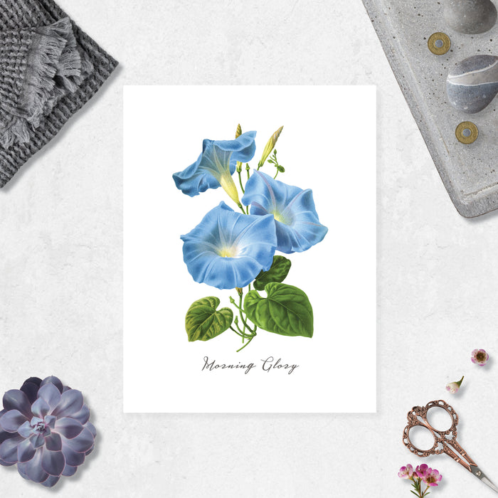 watercolor morning glory flowers in blue with green leaves with text morning glory at the bottom printed on matte white paper