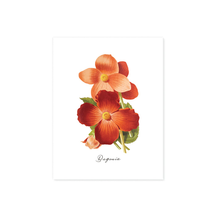 begonia flowers on matte white paper with word begonia at bottom