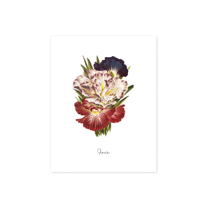 watercolor iris flowers in blue, white, and red sit above the word iris printed on matte white paper