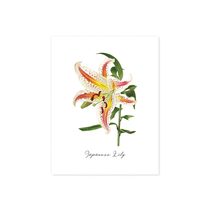 Watercolor Japanese Lily with the text Japanese lily under the image on matte white paper