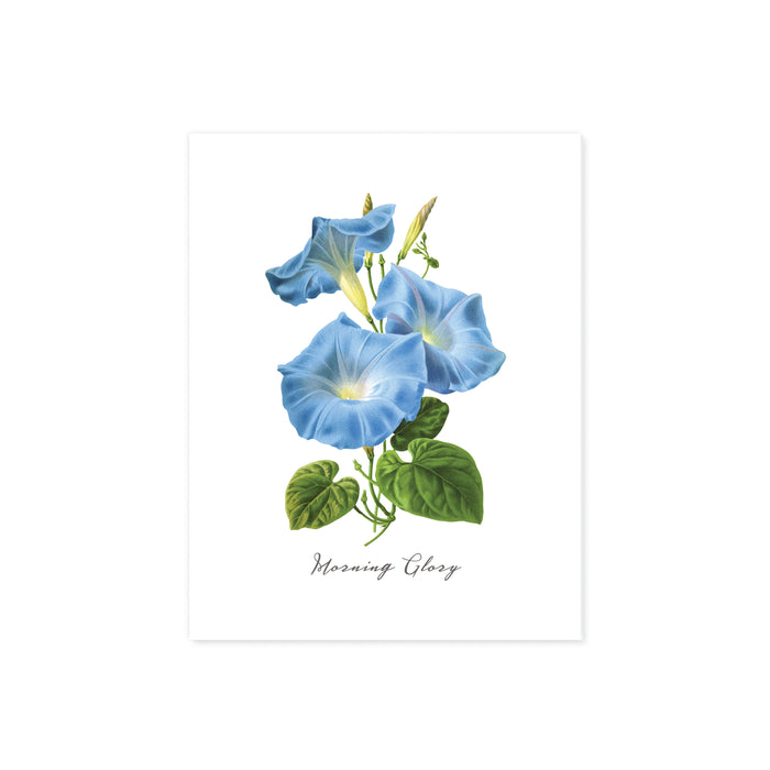 watercolor morning glory flowers in blue with green leaves with text morning glory at the bottom printed on matte white paper
