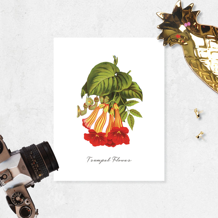 trumpet flowers in red and yellow with greenery with words trumpet flower at the bottom printed on matte white paper