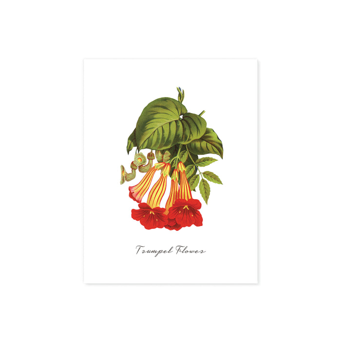 trumpet flowers in red and yellow with greenery with words trumpet flower at the bottom printed on matte white paper