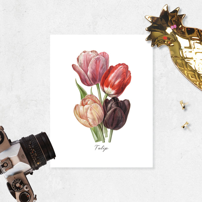 tulip flowers in watercolor shades of pale peach to pink to red and plum colors with word tulip underneath printed on matte white paper