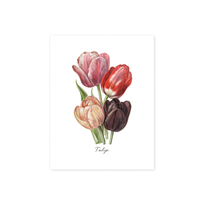 tulip flowers in watercolor shades of pale peach to pink to red and plum colors with word tulip underneath printed on matte white paper