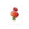 zinna flowers in pinks peach and orange with greenery and the word zinna at the bottom printed on matte white paper
